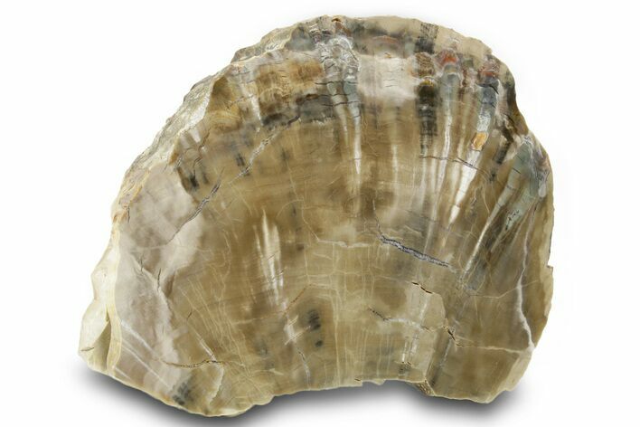 Triassic Petrified Wood (Woodworthia) Section - Arizona #371643